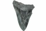 Fossil Megalodon Tooth - South Carolina #235708-1